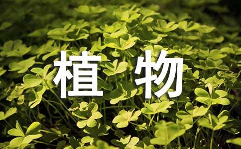 關于植物的精彩擬人句擬人句
